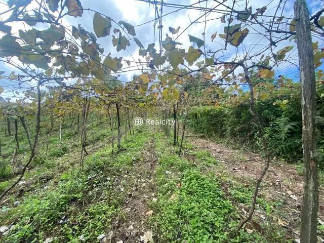 Terreno / Lote para Venda em Monte Belo do Sul/RS Zona Rural