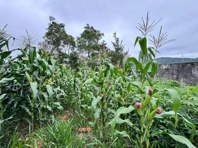 Terreno / Lote para Venda em Mogi das Cruzes/SP Botujuru