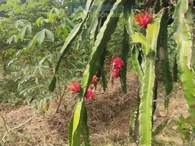 Terreno / Lote para Venda em Morretes/PR América de Baixo