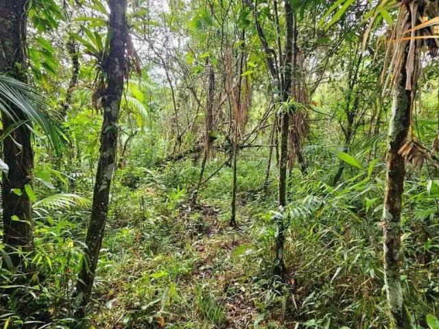 Terreno / Lote para Venda em Morretes/PR Colônia Sesmaria