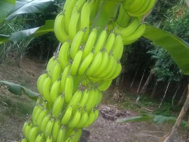 Terreno / Lote para Venda em Morretes/PR Rio Sagrado