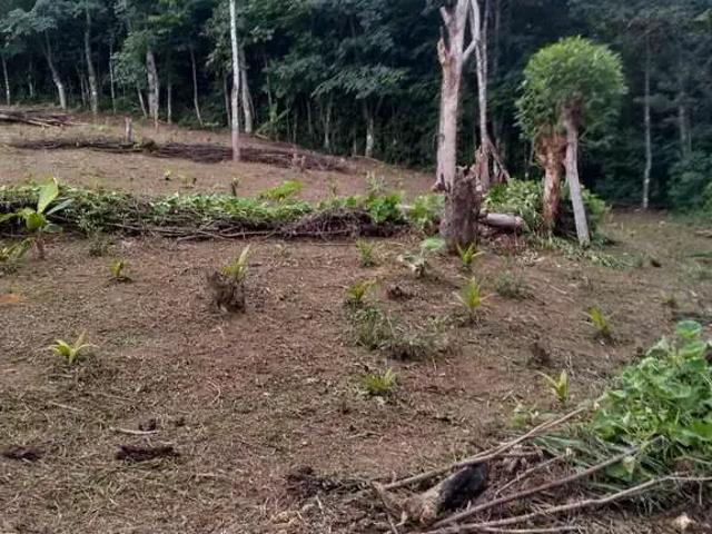 Terreno / Lote para Venda em Morretes/PR Rio Sagrado