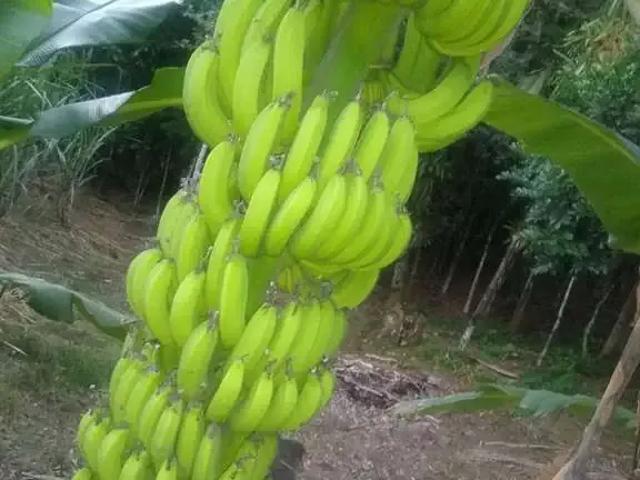 Terreno / Lote para Venda em Morretes/PR Rio Sagrado