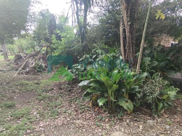 Terreno / Lote para Venda em Morretes/PR Rocio