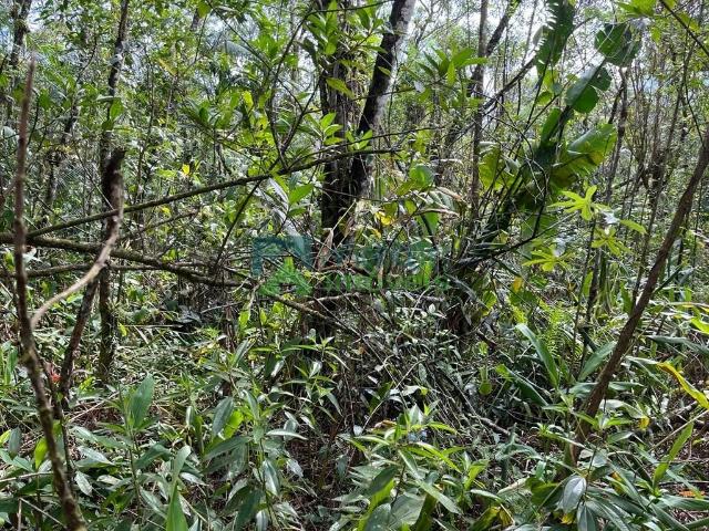 Terreno / Lote para Venda em Morretes/PR São João da Graciosa