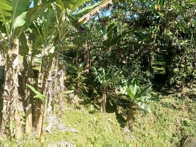 Terreno / Lote para Venda em Morretes/PR São João da Graciosa