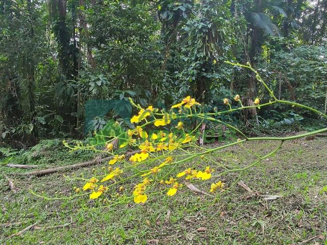 Terreno / Lote para Venda em Morretes/PR Zona Rural