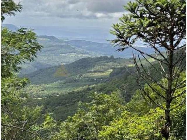 Terreno / Lote para Venda em Morro Reuter/RS Mato Comprido