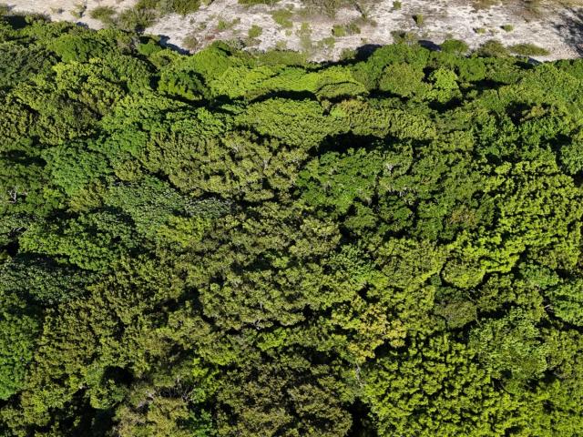 Terreno / Lote para Venda em Nísia Floresta/RN Bonfim