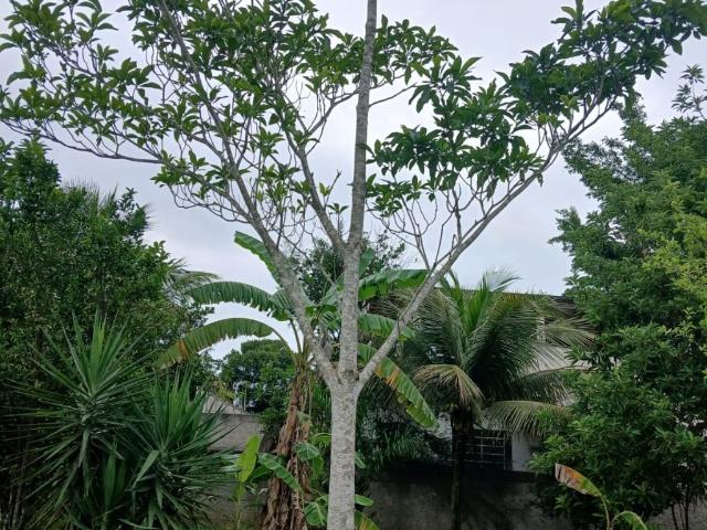 Terreno / Lote para Venda em Nova Iguaçu/RJ Campo Alegre