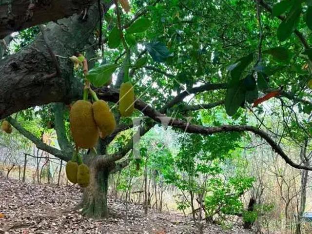Terreno / Lote para Venda em Nova Iguaçu/RJ Palhada