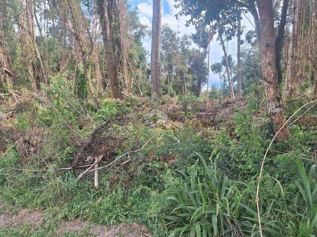 Terreno / Lote para Venda em Nova Petrópolis/RS Vila Germania