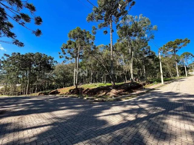 Terreno / Lote para Venda em Nova Petrópolis/RS Linha Imperial