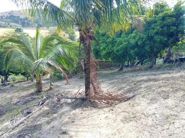 Terreno / Lote para Venda em Palmeira dos Índios/AL Centro