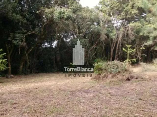 Terreno / Lote para Venda em Palmeira/PR Colônia