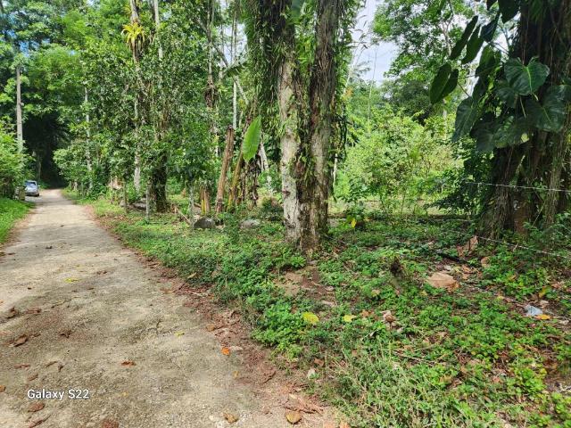 Terreno / Lote para Venda em Paraty/RJ Barra Grande