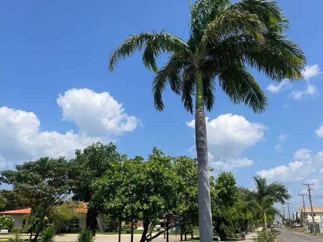 Terreno / Lote para Venda em Parnaíba/PI João XXIII