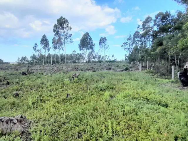 Terreno / Lote para Venda em Passo de Torres/SC Curralinhos