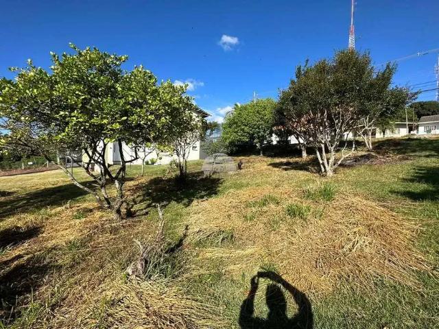 Terreno / Lote para Venda em Pato Branco/PR Jardim Primavera