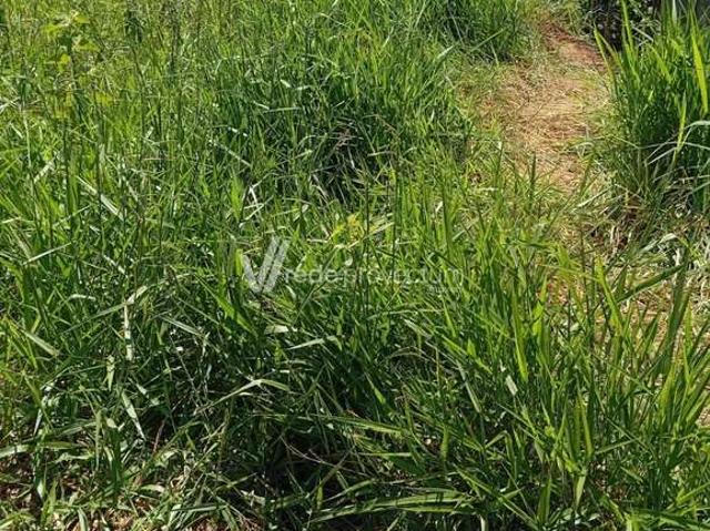 Terreno / Lote para Venda em Paulínia/SP Nova Veneza