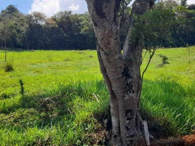 Terreno / Lote para Venda em Pinhalzinho/SP Cachoeirinha