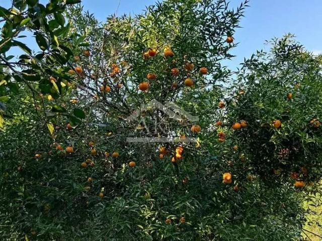 Terreno / Lote para Venda em Picada Café/RS Centro