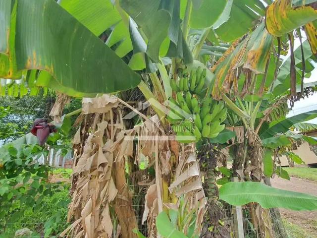 Terreno / Lote para Venda em Picada Café/RS Esperança