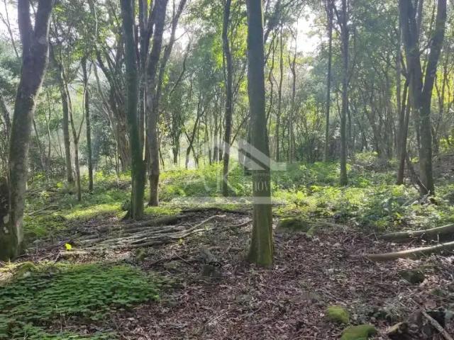 Terreno / Lote para Venda em Picada Café/RS Zona Rural