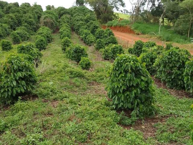 Terreno / Lote para Venda em Poços de Caldas/MG Centro