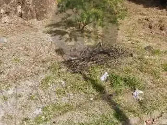 Terreno / Lote para Venda em Poços de Caldas/MG Dom Bosco