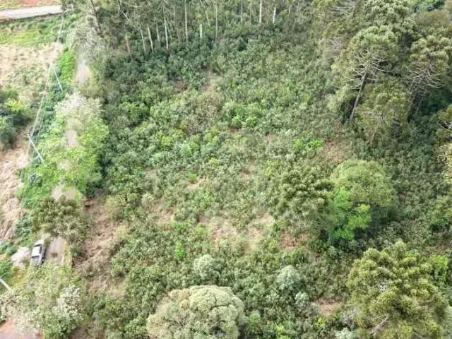 Terreno / Lote para Venda em Ponta Grossa/PR Colônia Dona LuÍza