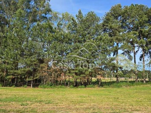 Terreno / Lote para Venda em Ponta Grossa/PR Guaragi