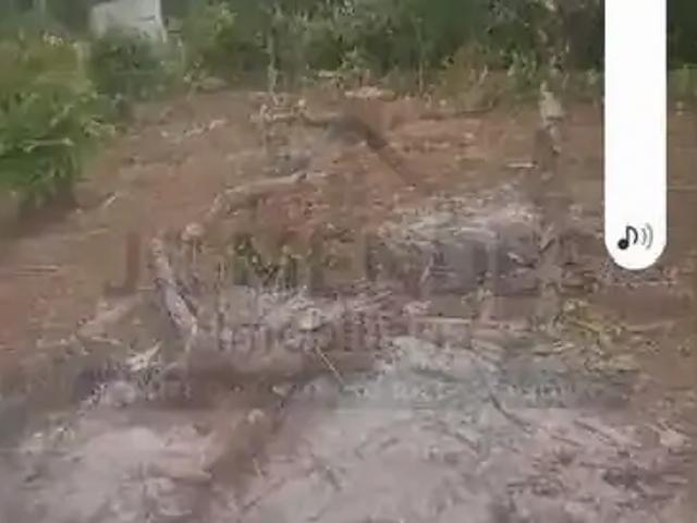 Terreno / Lote para Venda em Pontal do Paraná/PR Centro