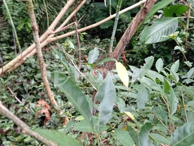 Terreno / Lote para Venda em Porto Alegre/RS Vila Nova