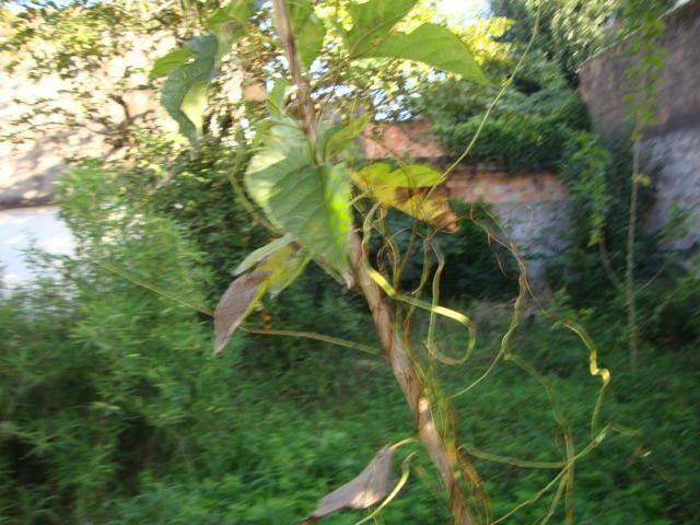 Terreno / Lote para Venda em Porto Alegre/RS Anchieta
