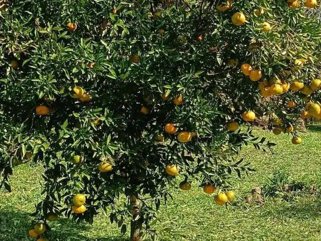 Terreno / Lote para Venda em Porto Alegre/RS Lami