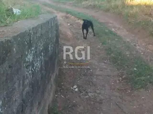 Terreno / Lote para Venda em Porto Alegre/RS Nonoai