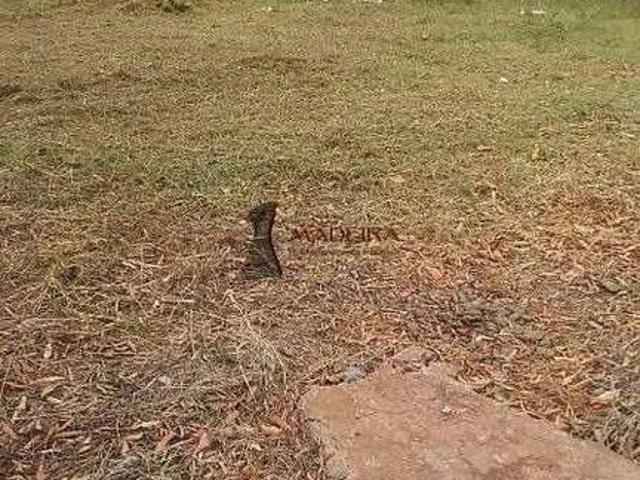 Terreno / Lote para Venda em Porto Rico/PR Loteamento Jardim Grécia