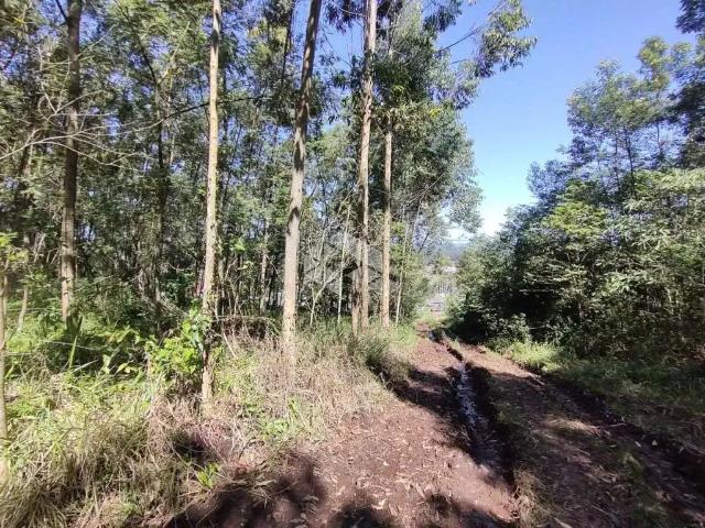 Terreno / Lote para Venda em Presidente Lucena/RS Centro 1 Quartos