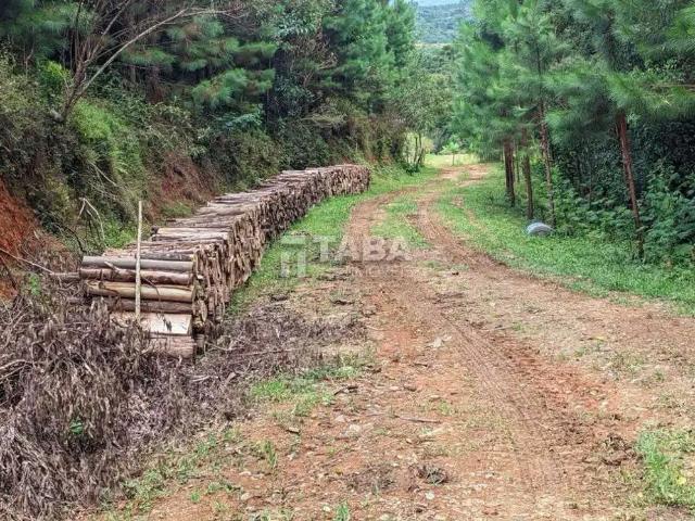 Terreno / Lote para Venda em Quatro Barras/PR Centro