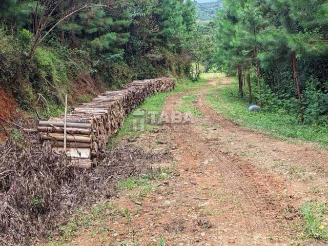 Terreno / Lote para Venda em Quatro Barras/PR Centro