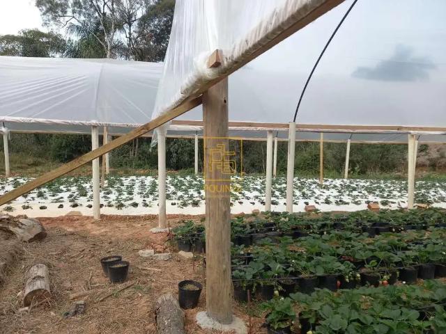 Terreno / Lote para Venda em Rio dos Cedros/SC Alto Cedros