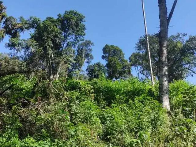 Terreno / Lote para Venda em Rio dos Cedros/SC Zona Rural