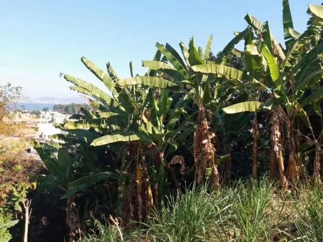 Terreno / Lote para Venda em Rio de Janeiro/RJ Jardim Guanabara