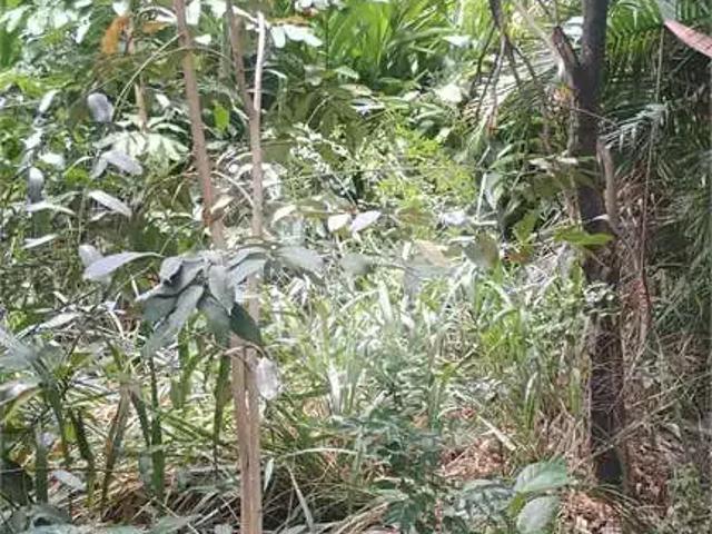 Terreno / Lote para Venda em Rio de Janeiro/RJ Pedra de Guaratiba