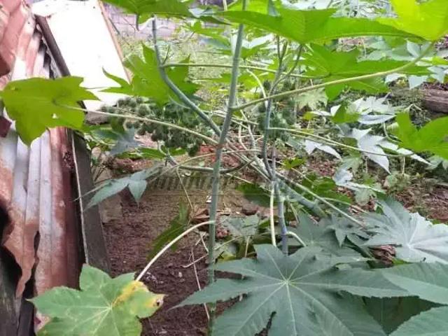 Terreno / Lote para Venda em Rio de Janeiro/RJ Taquara