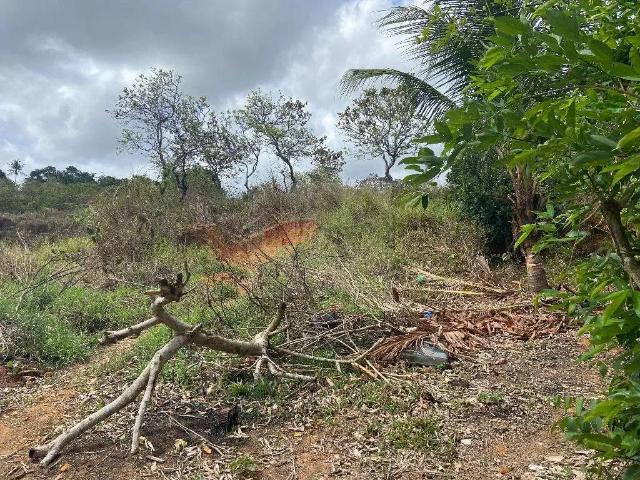Terreno / Lote para Venda em Rio Formoso/PE Centro