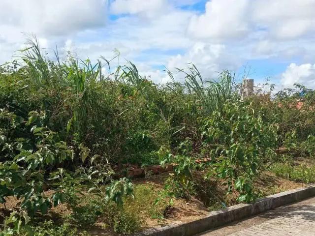 Terreno / Lote para Venda em Rio Largo/AL Tabuleiro do Pinto