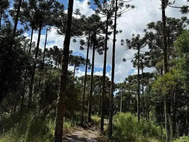 Terreno / Lote para Venda em Rio Rufino/SC Zona Rural