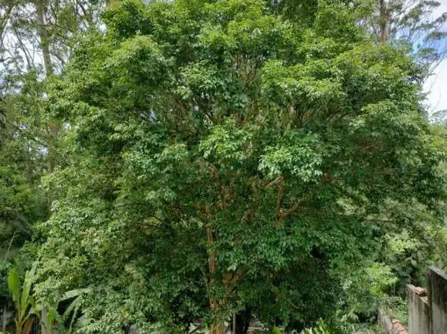 Terreno / Lote para Venda em Ribeirão Pires/SP Centro de Ouro Fino Paulista